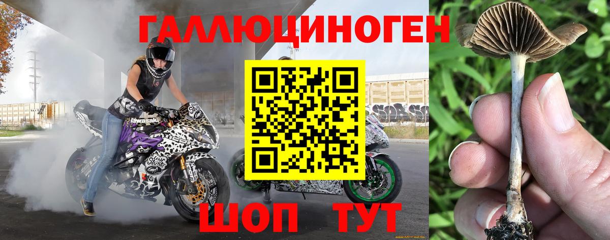 Галлюциногенные грибы Psilocybe Лыткарино